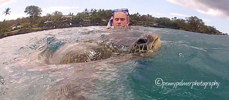 sea turtles in Hawaii