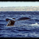 Events in Maui