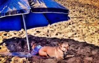 Maui Beach Dog Relaxing Under the Umbrella t the Beach