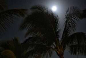 Moon in palm trees