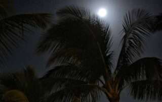 Moon in palm trees