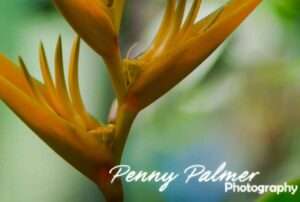 Heliconia Golden Torch