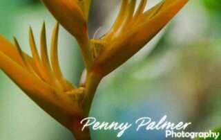 Heliconia Golden Torch