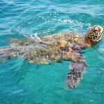 Maui snorkeling