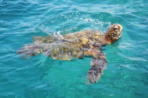 Swim with turtles