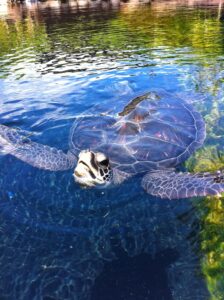 Maui turtle town